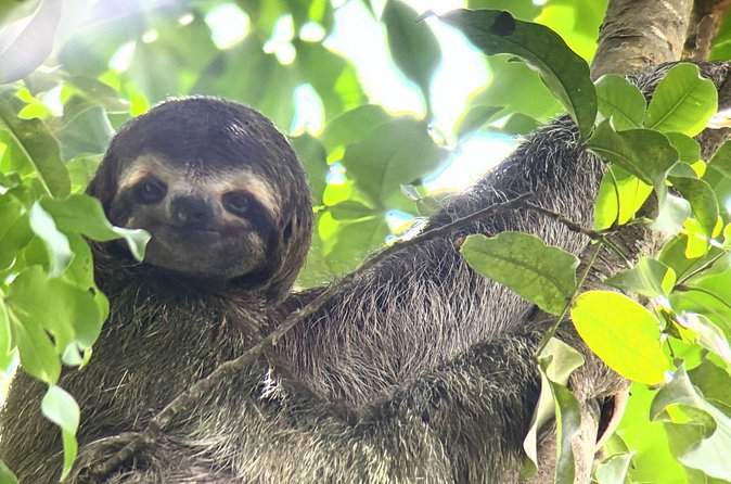 Customized Nature Walk in Manuel Antonio National Park - Best fit for families and first-time park visitors