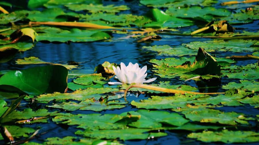 Danube Delta: Boat Tour Through the Water Lily Reserve - Key Points