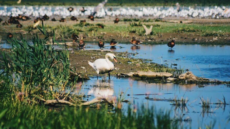 Danube Delta: Boat Tour Through the Water Lily Reserve - Why the Water Lily Reserve Is Worth Your Time