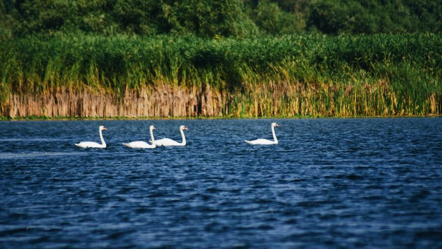 Danube Delta: Boat Tour Through the Water Lily Reserve - Gliding Into the Lily Reserve