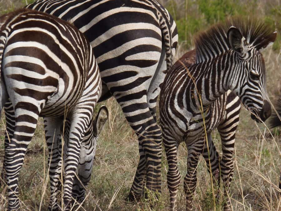 Dar es Salaam: Mikumi National Park Day Trip with Train Ride - The return to Morogoro and the 7:18 PM train