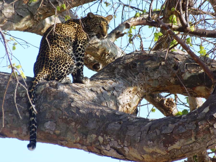 Dar es Salaam: Mikumi National Park Day Trip with Train Ride - Is $400 a fair price?