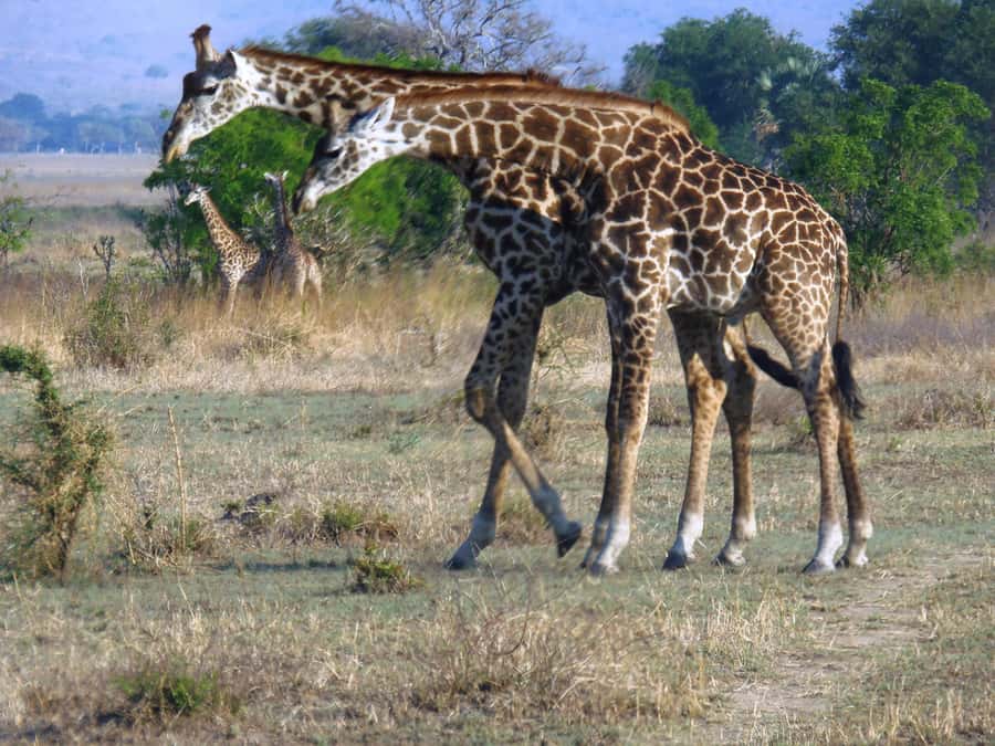 Dar es Salaam: Mikumi National Park Day Trip with Train Ride - Communication and guide quality