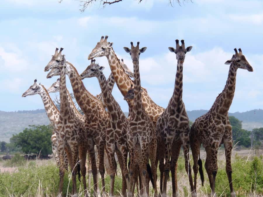 Dar es Salaam: Mikumi National Park Day Trip with Train Ride - Booking details that matter