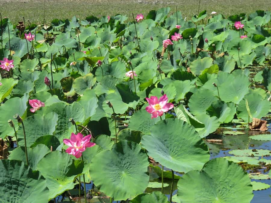 Darwin: Kakadu National Park Day Trip - Yellow Water Billabong by boat