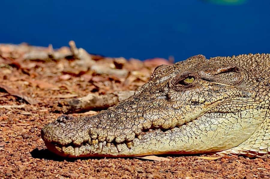 Darwin: Kakadu National Park & Wildlife Full Day Tour - Why this Kakadu day trip works