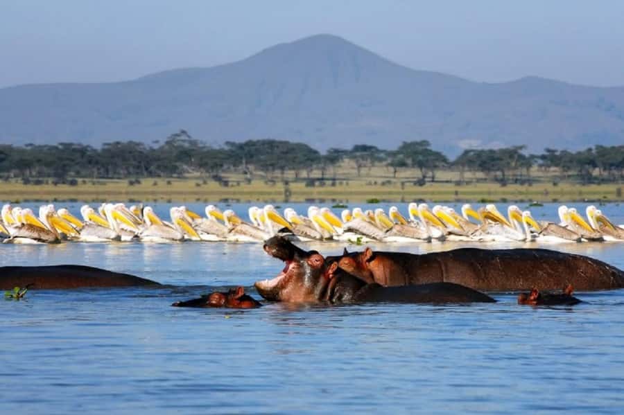 Day tour Hells gate and lake Naivasha from Nairobi - Lake Naivasha: a quieter start with a paid boat ride