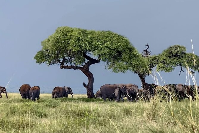 Day Tour To Amboseli National Park From Nairobi - Why Amboseli works so well for a one-day safari