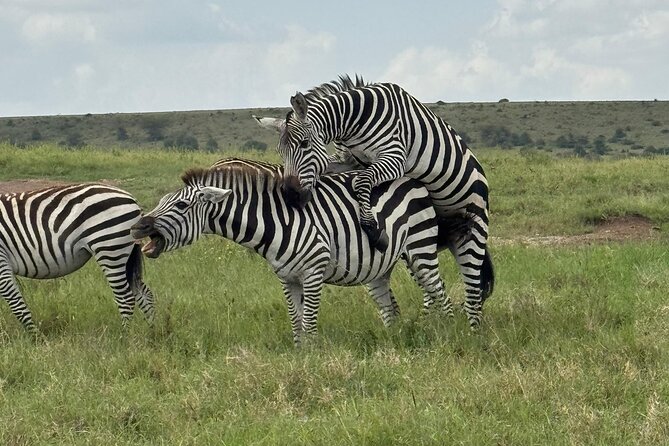 Day Tour To Amboseli National Park From Nairobi - Leaving Nairobi at 5:00 am