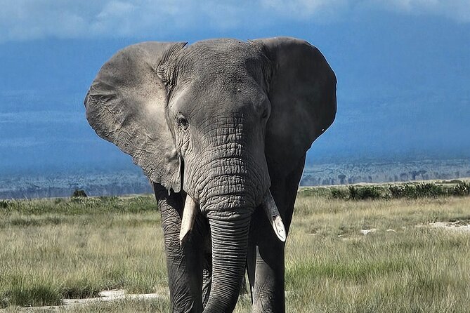 Day Tour To Amboseli National Park From Nairobi - Observation Hill and the best wide view