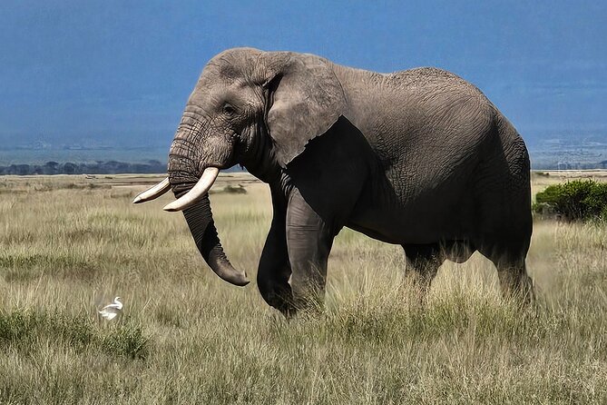 Day Tour To Amboseli National Park From Nairobi - Ol Tukai Lodge lunch, at an added cost