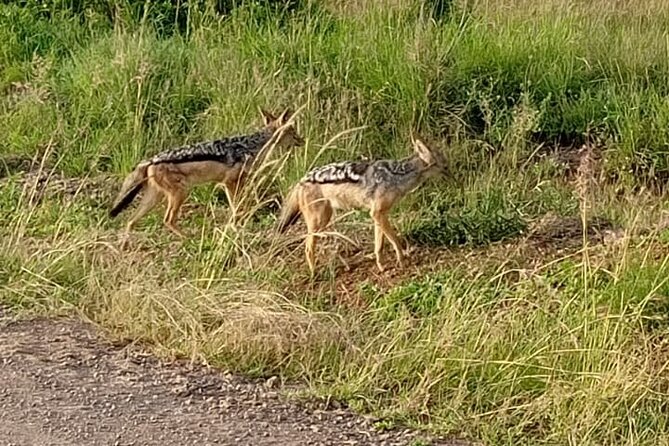 Day Tour To Amboseli National Park From Nairobi - A possible Maasai village visit