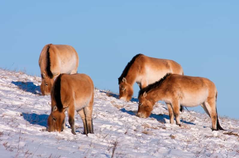 Day tour to Hustai national park - The drive from Ulaanbaatar to the park