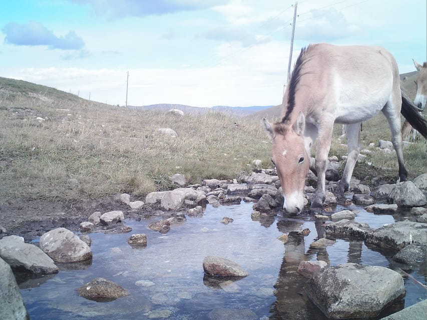 Day tour to Hustai national park - Finding horses, deer, marmots, and birds