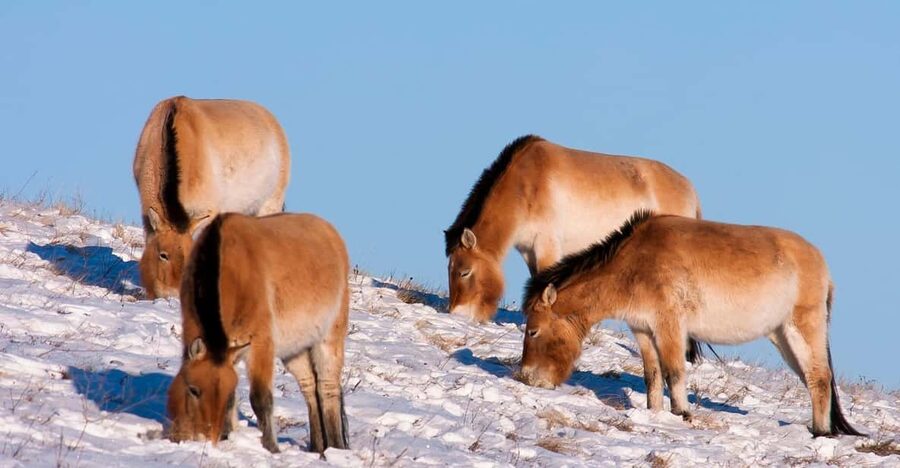 Day tour to Hustai national park - How to make the day work better