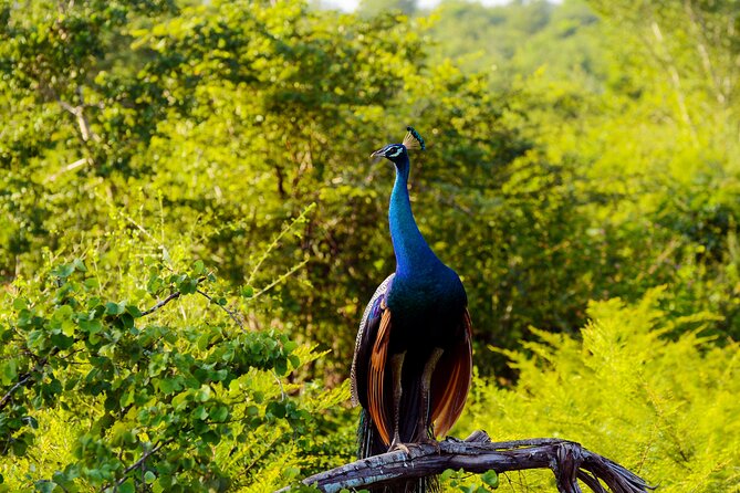 Day tour to Minneriya National Park,Sigiriya & Dambulla from Kandy - Dambulla Cave Temple and its 300 steps