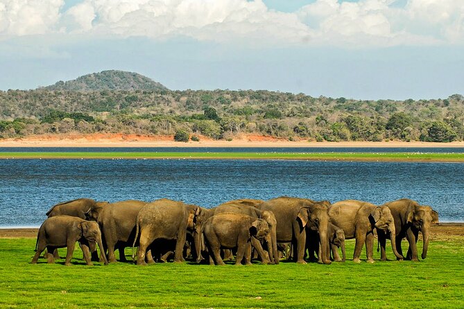 Day tour to Minneriya National Park,Sigiriya & Dambulla from Kandy - Minneriya National Park and the elephant drive