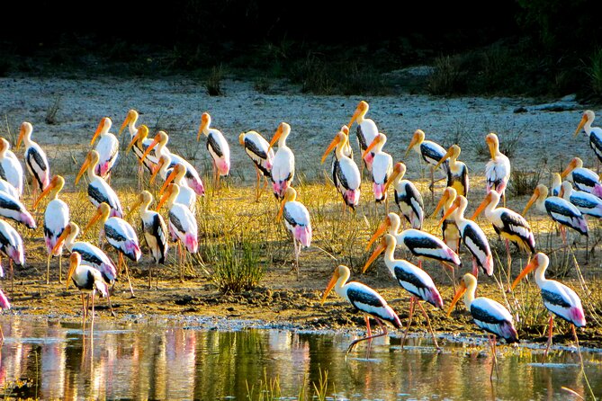 Day tour to Minneriya National Park,Sigiriya & Dambulla from Kandy - The driver can make or break the experience