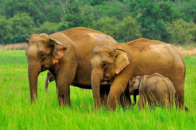 Day tour to Minneriya National Park,Sigiriya & Dambulla from Kandy - The Ayurvedic village and roadside food stops