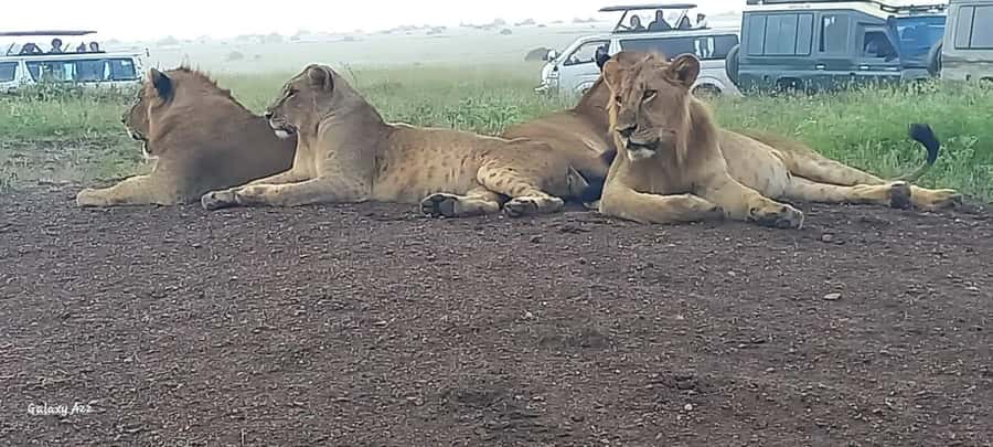 DAY TRIP AMBOSELI NATIONAL PARK FROM NAIROBI BUDGET SAFARI. - Why Amboseli makes a strong one-day safari