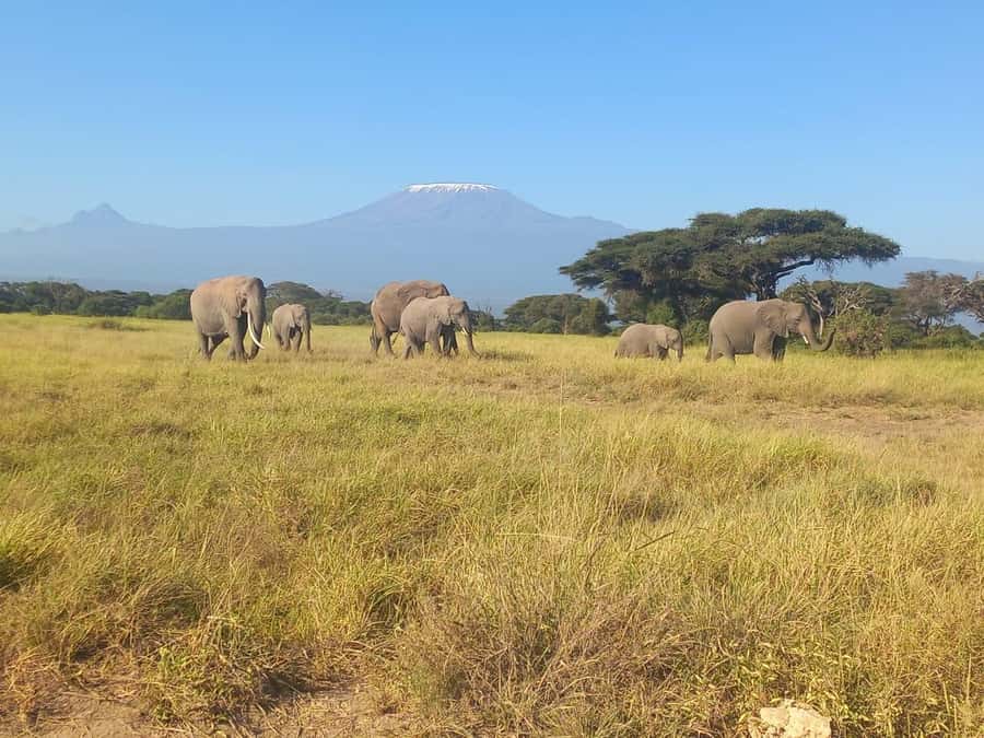 DAY TRIP AMBOSELI NATIONAL PARK FROM NAIROBI BUDGET SAFARI. - A picnic break, with lunch at your own cost