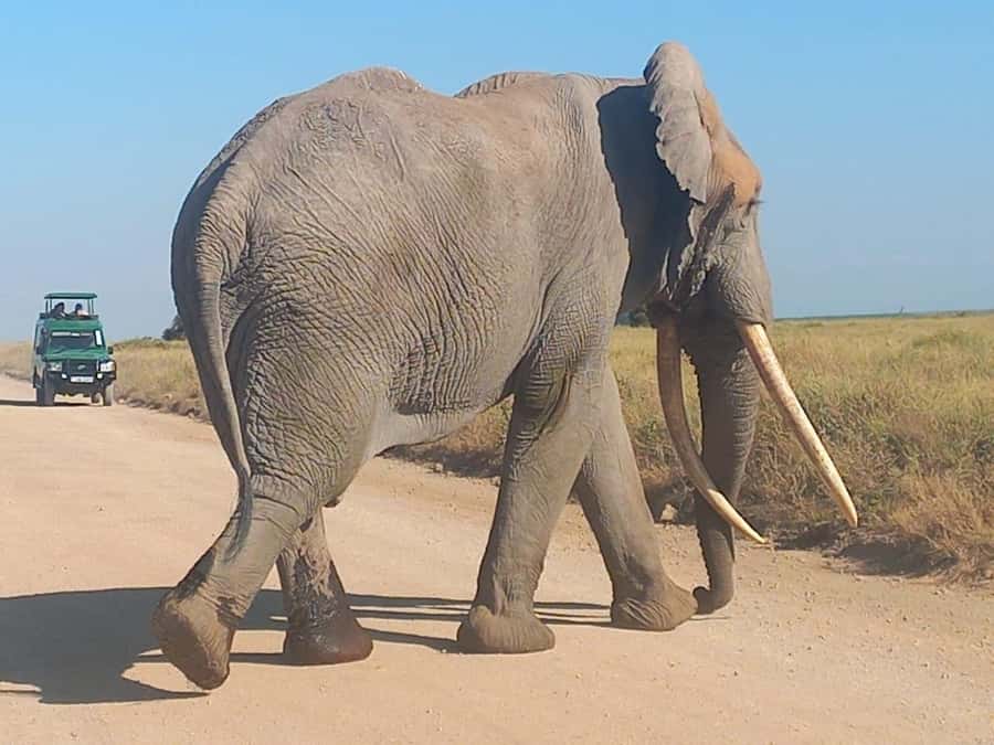 DAY TRIP AMBOSELI NATIONAL PARK FROM NAIROBI BUDGET SAFARI. - Practical planning for a long safari day