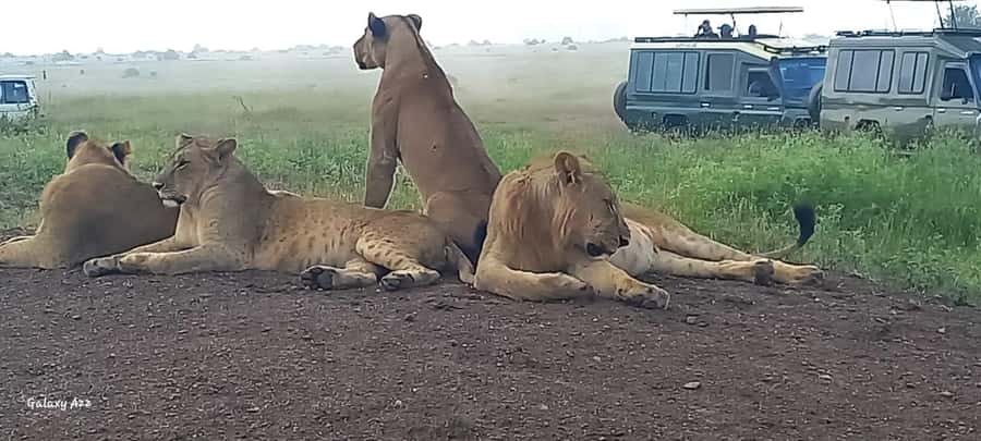 DAY TRIP AMBOSELI NATIONAL PARK FROM NAIROBI BUDGET SAFARI. - Who should choose this day trip