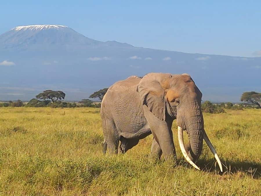 DAY TRIP AMBOSELI NATIONAL PARK FROM NAIROBI BUDGET SAFARI. - Should you book the Amboseli day safari?