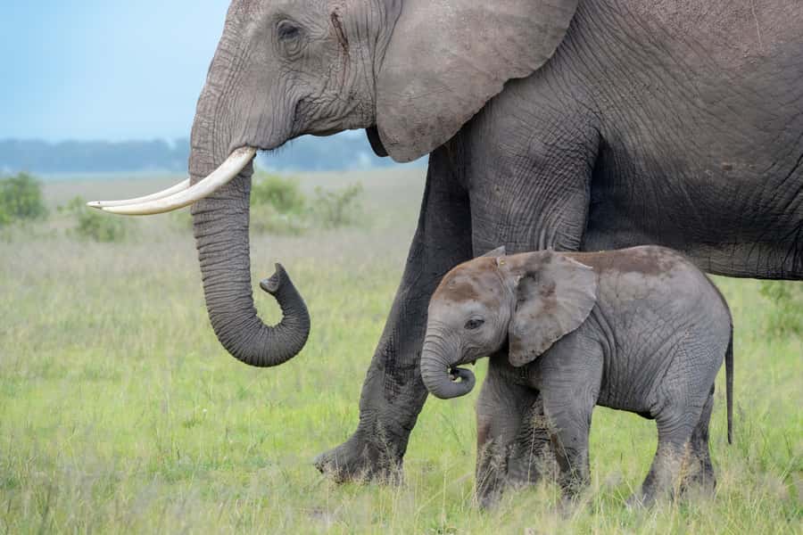 Day Trip: Amboseli National Park & Maasai Village – Nairobi - Why Amboseli makes a long day from Nairobi worthwhile