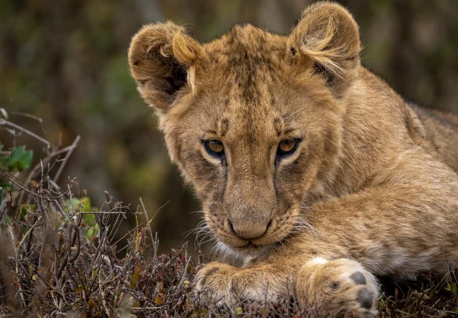 Day Trip: Amboseli National Park & Maasai Village – Nairobi - Inside the 4x4 safari vehicle