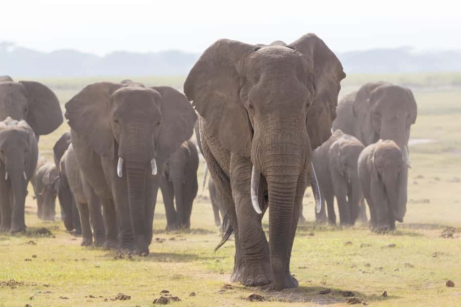 Day Trip: Amboseli National Park & Maasai Village – Nairobi - Five hours of game viewing in Amboseli