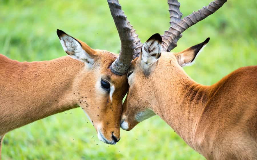 Day Trip: Amboseli National Park & Maasai Village – Nairobi - Who should book this experience?