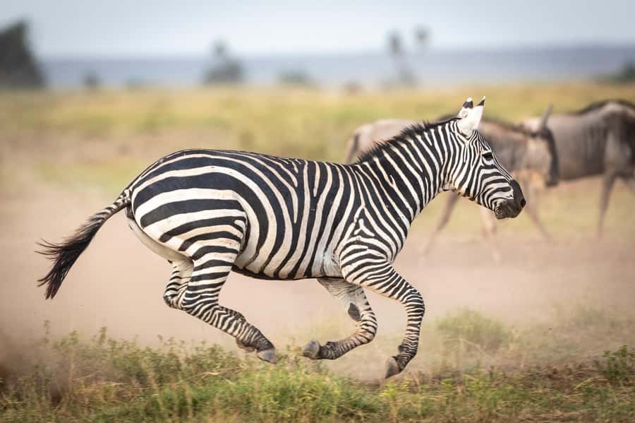 Day Trip: Amboseli National Park & Maasai Village – Nairobi - The early start and the long road south