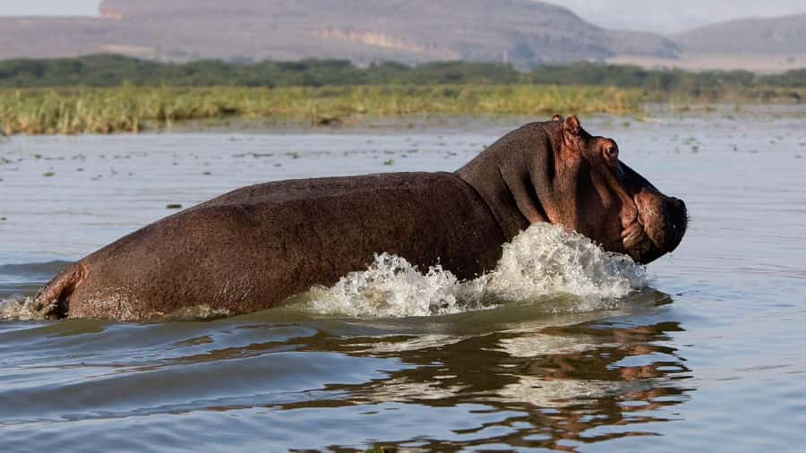 Day Trip: Hell's Gate Bike Ride & Lake Naivasha Boat Ride - A Full Day From Nairobi to the Rift Valley