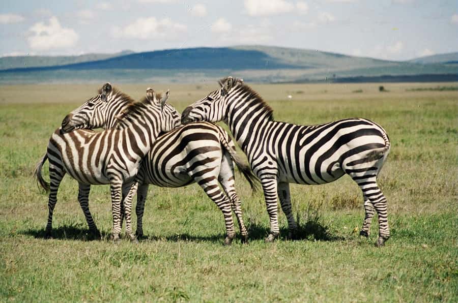 Day Trip: Hell's Gate Bike Ride & Lake Naivasha Boat Ride - Lake Naivasha and Its Hippos