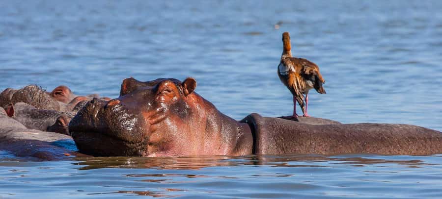 Day Trip: Hell's Gate Bike Ride & Lake Naivasha Boat Ride - The Drivers and Local Guides
