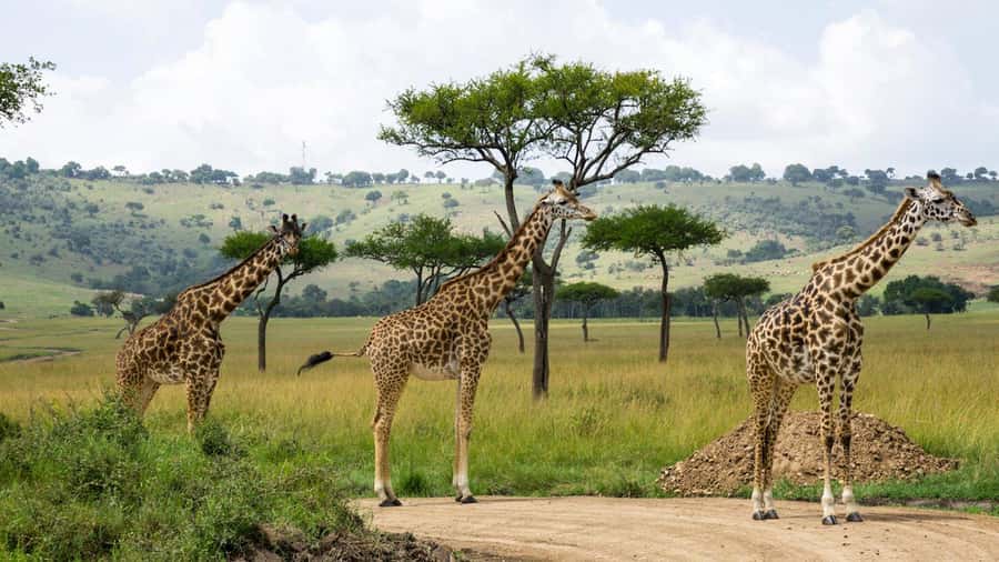 Day Trip: Hell's Gate Bike Ride & Lake Naivasha Boat Ride - FAQ