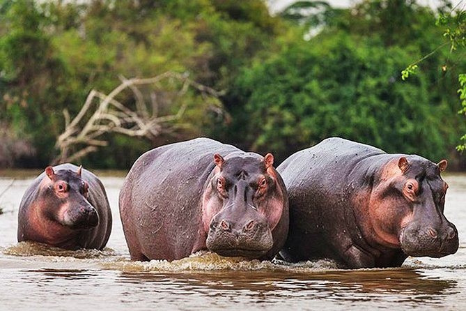 Day Trip Safari - Akagera National Park with Optional Lake Ihema Boat Safari - Leaving Kigali at 5 a.m.