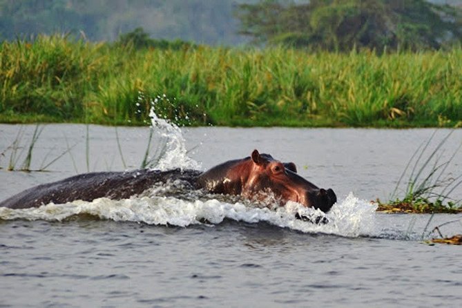 Day Trip Safari - Akagera National Park with Optional Lake Ihema Boat Safari - Entering Akagera’s savannah and wetlands
