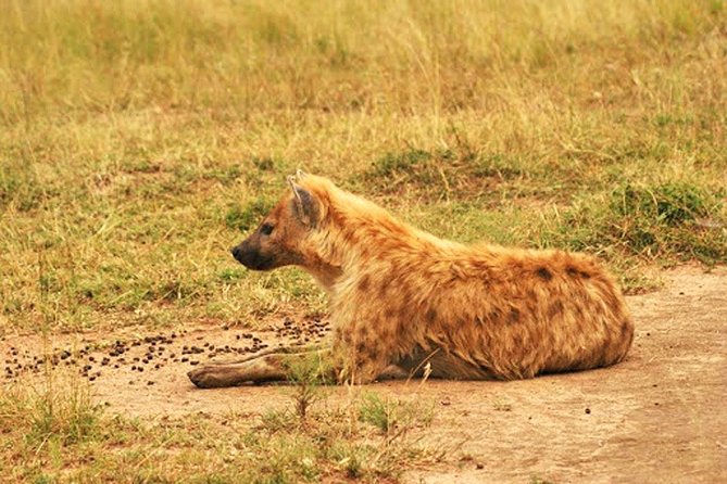 Day Trip Safari - Akagera National Park with Optional Lake Ihema Boat Safari - What the private format really gives you