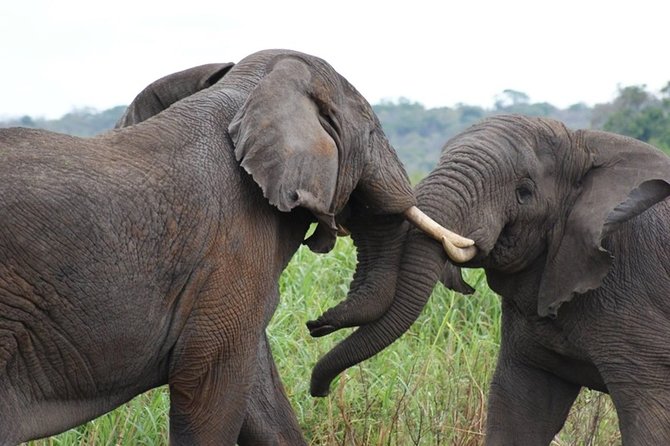 Day Trip Safari - Akagera National Park with Optional Lake Ihema Boat Safari - Should you book it?