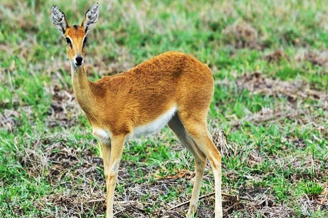 Day Trip Safari - Akagera National Park with Optional Lake Ihema Boat Safari - Searching for lions, rhinos, and elephants