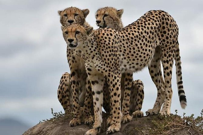 day trip tarangire - The Tarangire game drive and its wildlife