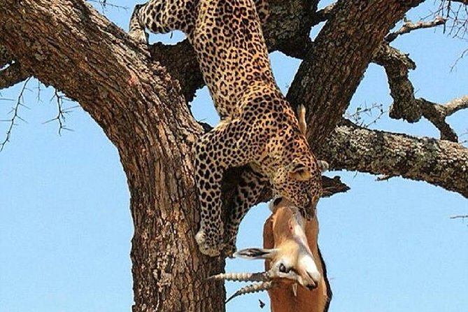 day trip tarangire - Who should book this Tarangire day trip?