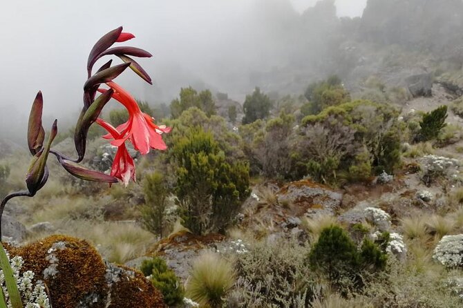 Day Trip to Kilimanjaro National Park - Monkeys, Birds, and the Sounds of the Forest