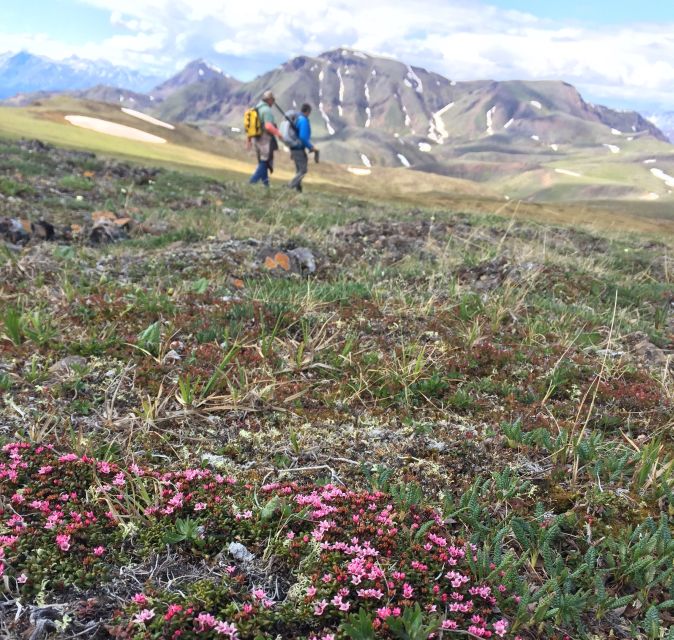 Denali: 5-Hour Guided Wilderness Hiking Tour - What the hike is really like