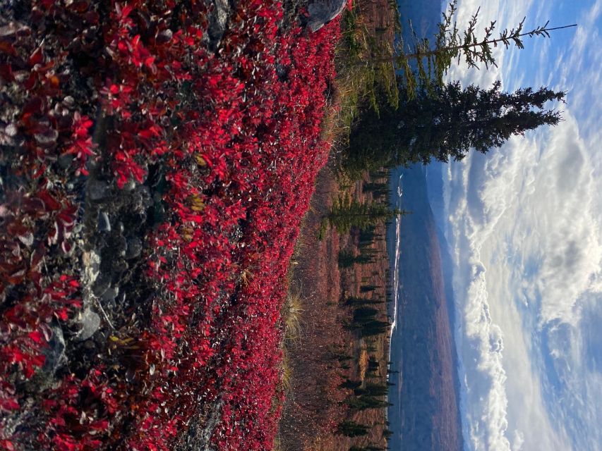 Denali: 5-Hour Guided Wilderness Hiking Tour - The climb to Coyote Ridge, Antler Ridge, or another high point