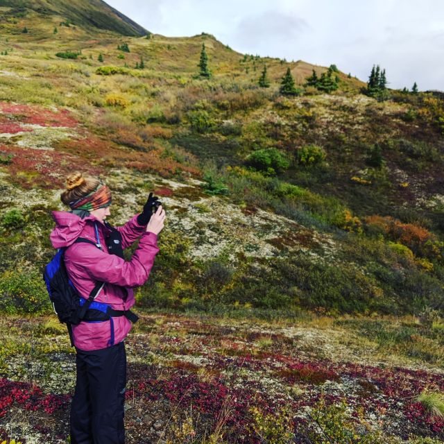 Denali: 5-Hour Guided Wilderness Hiking Tour - From spruce forest to open alpine ground