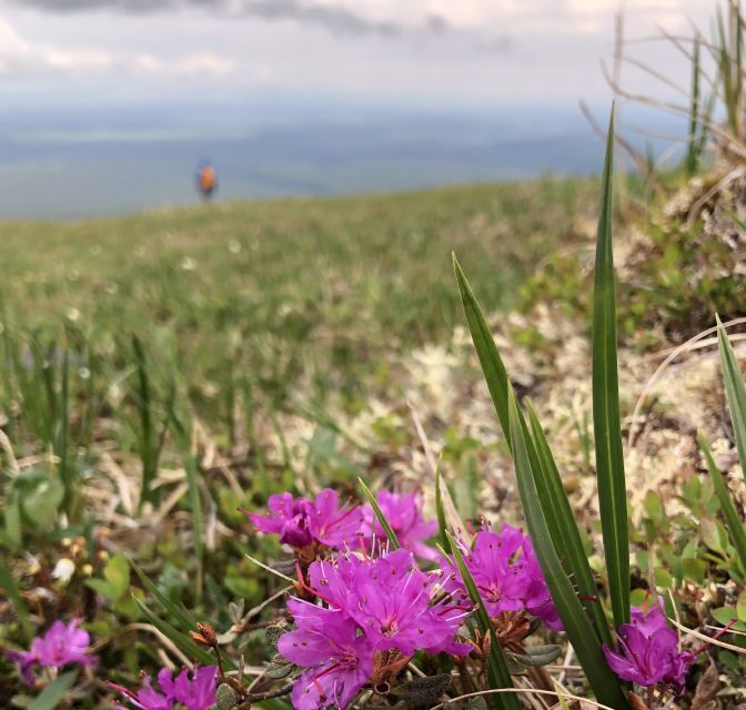Denali: Denali National Park Walking Tour - What You Need to Pack
