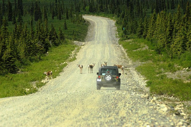 Denali Highway Jeep Excursion - The gravel road, mountain views, and glacier country